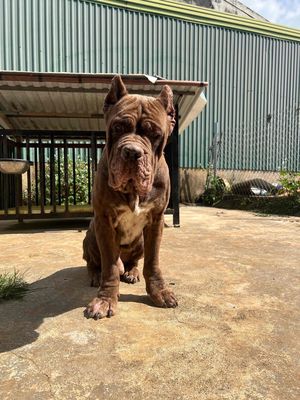 NGAO Ý GT ĐỰC NHẬP TRUNG 12 THÁNG