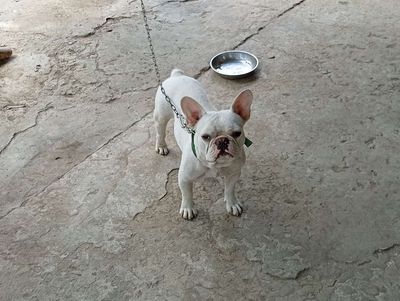 Chó Bull Pháp đực mới lớn