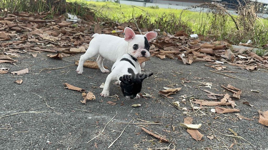 frenchbulldog - bull pháp bò sữa