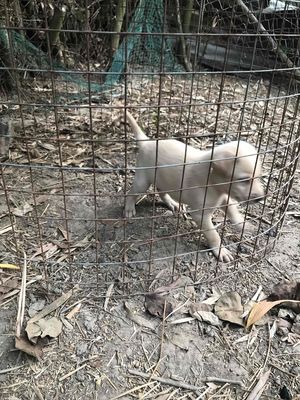 còn một bé đực Labrador lai gl. Mua bán Chó tại Huyện Bình Chánh Tp Hồ Chí Minh được đăng bởi sơn Nguyễn
