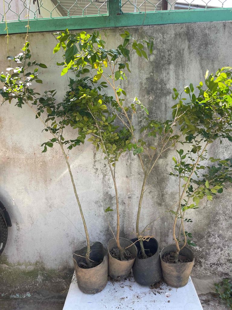 Cây Nguyệt quế lá nhỏ Thơm. Mua bán Cây cảnh, đồ trang trí tại Quận Cái Răng Cần Thơ được đăng bởi Minh Phú Garden hình 1