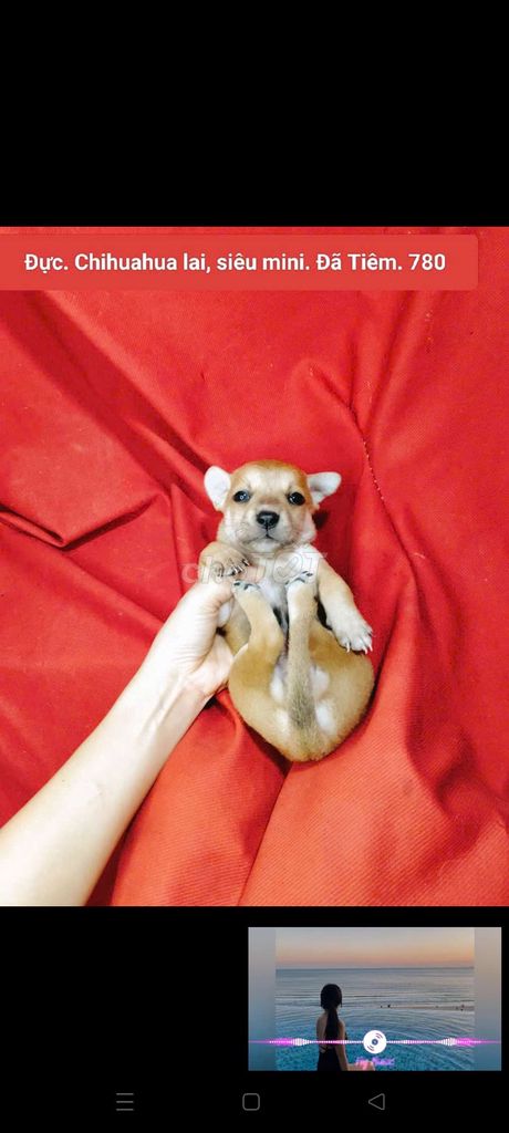 Chihuahua lai siêu mini chân lùn đã Tiên fb NH Táo. Mua bán Chó tại Huyện Hóc Môn Tp Hồ Chí Minh được đăng bởi fb NH Táo bán điện thoại và chó mèo có ship hình 1