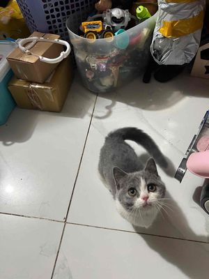 Mèo Anh lông ngắn chân lùn 6 tháng