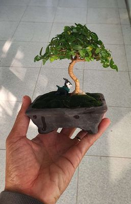 Cây mai chiếu thủy bonsai để bàn rất đẹp