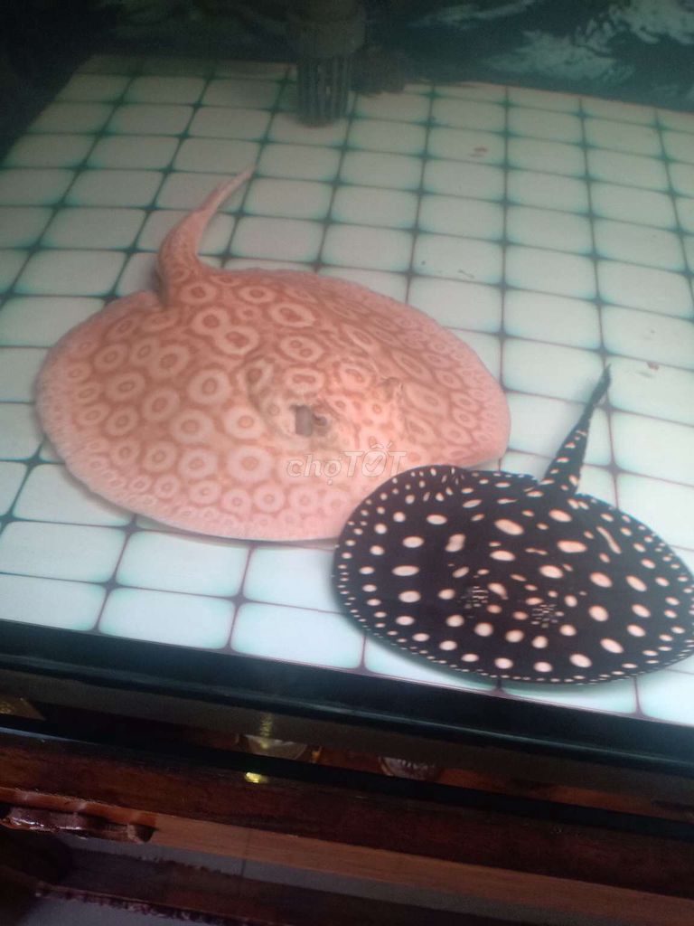 Cá Sam 33cm Hồng Đen. Mua bán Thú cưng khác tại Quận Bình Tân Tp Hồ Chí Minh được đăng bởi giau hình 1