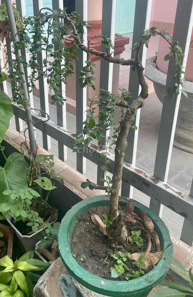 Cây cần thăng 50-60cm. Mua bán Cây cảnh, đồ trang trí tại Thành phố Bà Rịa Bà Rịa - Vũng Tàu được đăng bởi jenna nguyen hình 1