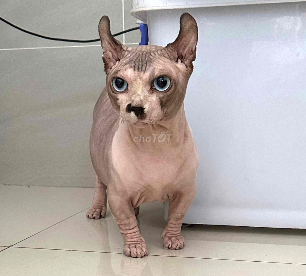 Mèo Sphynx  không lông. Mua bán Mèo tại Quận Bình Tân Tp Hồ Chí Minh được đăng bởi Thành hình 1