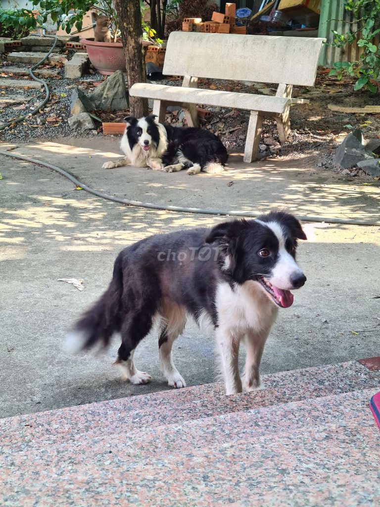 Thanh lý chó chăn cừu trưởng thành - Border Collie