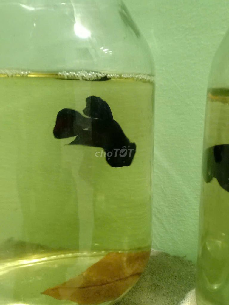 Cá xiêm Thái + Việt để chọi