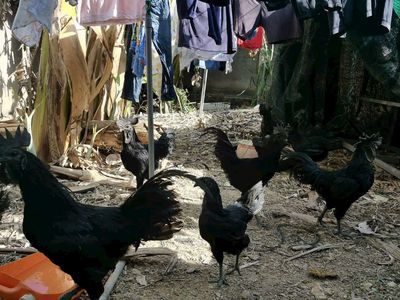 Gà Hmong Tây Bắc  Al***. Mua bán Gà tại Huyện Củ Chi Tp Hồ Chí Minh được đăng bởi HUY HOÀNG