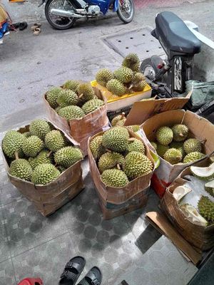 Sầu riêng Ri 6 Bến Tre. Mua bán Đồ ăn, thực phẩm và các loại khác tại Quận 7 Tp Hồ Chí Minh được đăng bởi Hồ Khanh