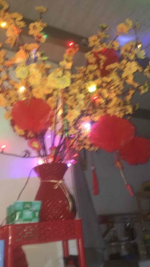 Cây cảnh trang trí Nhựa Vàng Đỏ. Mua bán Cây cảnh, đồ trang trí tại Thành phố Cà Mau Cà Mau được đăng bởi Tony hình 1