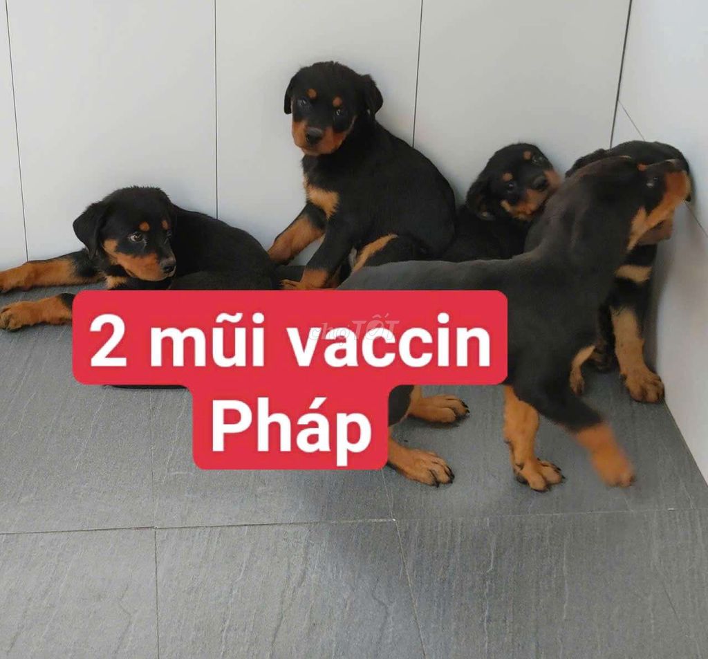 Chó Rottweiler đực 7-8kg đã tiêm. Mua bán Chó tại Quận Ninh Kiều Cần Thơ được đăng bởi Nhân Rottweiler  hình 1