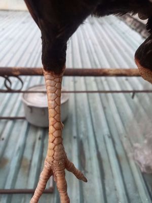 Gà tre 1.4kg khỏe mạnh