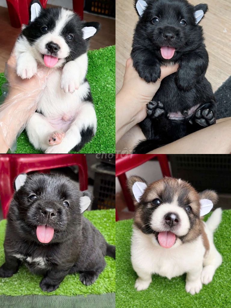 Chó corgi lai nhật ú nu 2 tháng. Mua bán Chó tại Quận 11 Tp Hồ Chí Minh được đăng bởi Minh nguyễn  hình 1