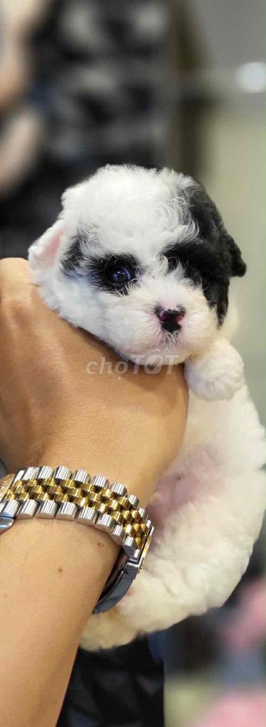 poodle siêu đẹp. Mua bán Chó tại Quận Hải An Hải Phòng được đăng bởi khánh hình 1