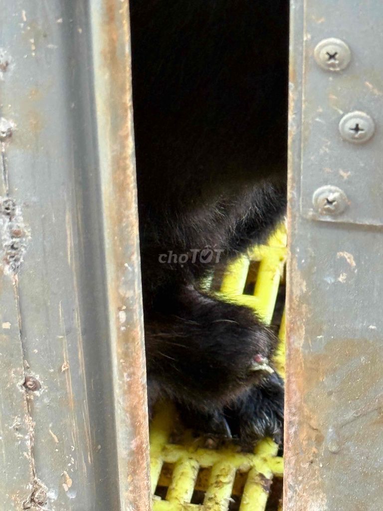 Chó Béc Bỉ đực đen đã tiêm phòng. Mua bán Chó tại Huyện Cư Kuin Đắk Lắk được đăng bởi Cún hình 1