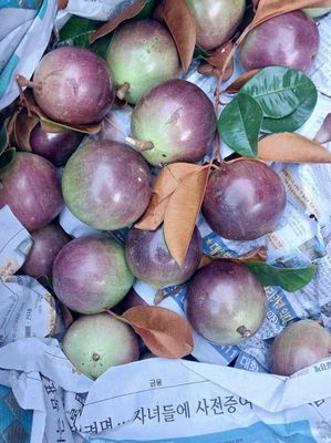 Vú sữa Tím Trà Vinh. Mua bán Đồ ăn, thực phẩm và các loại khác tại Quận Gò Vấp Tp Hồ Chí Minh được đăng bởi Thanh Xuân