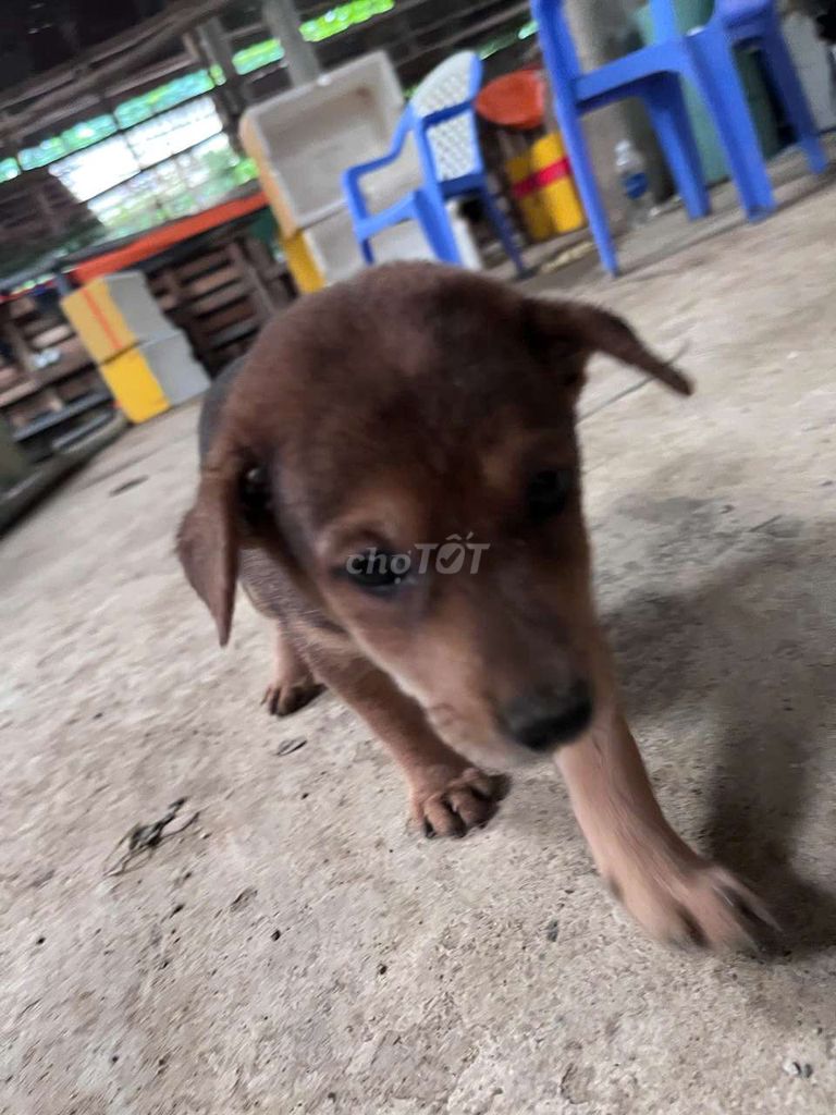 Chó Lai Phú Quốc Nâu Đen. Mua bán Chó tại Huyện Vĩnh Cửu Đồng Nai được đăng bởi Vương Ái Lan hình 1