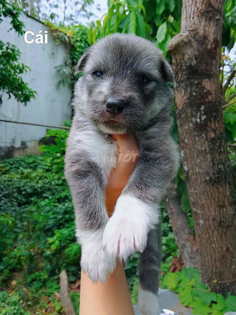 Chó Alaska cái , đực. Mua bán Chó tại Quận 8 Tp Hồ Chí Minh được đăng bởi Kim Nhi hình 1