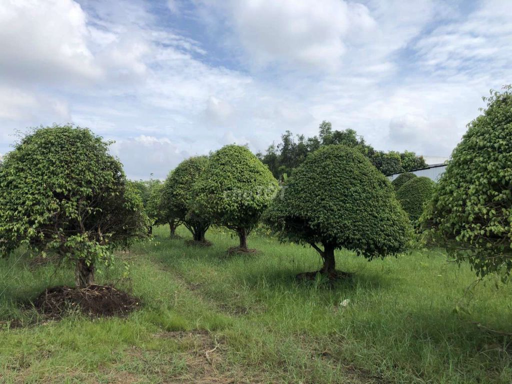 Bán cây Sanh tại Tây Đô- Cái Răng-gần BX Hồng Loan
