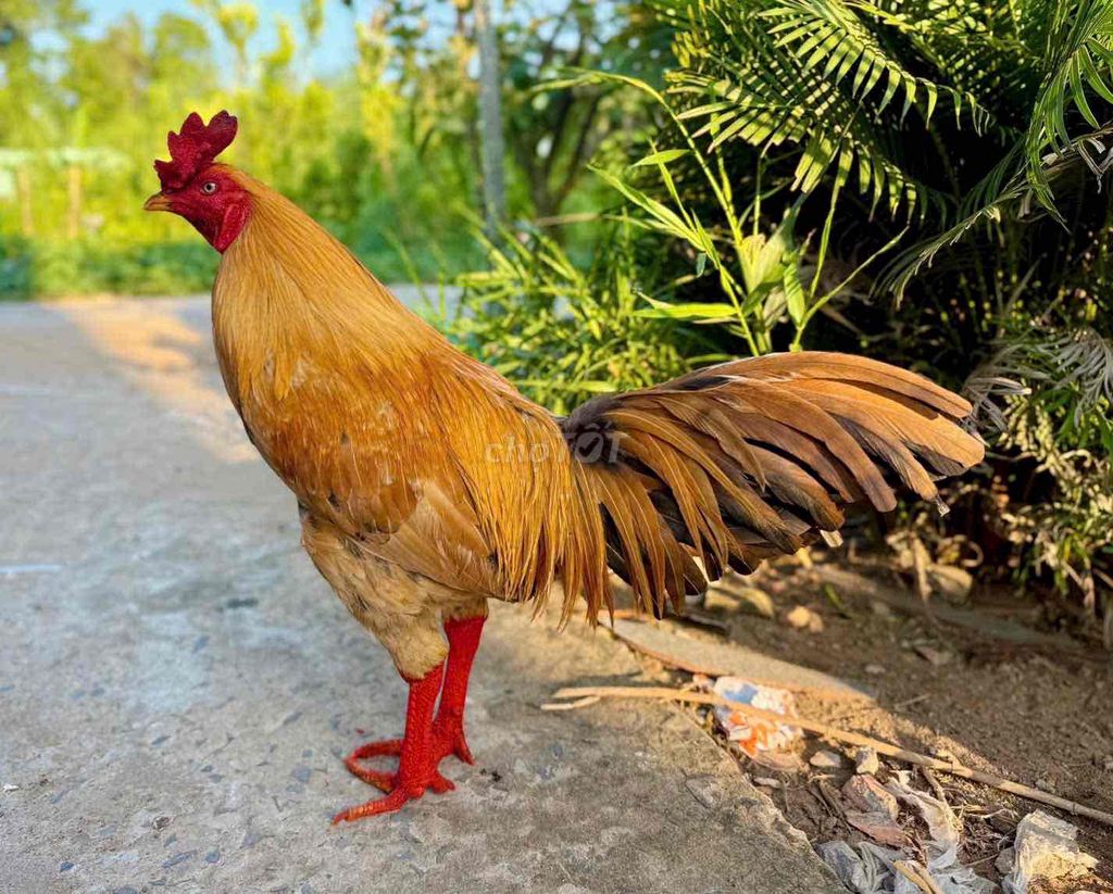 Gà chọi 3.5kg Đực Nâu vàng. Mua bán Gà tại Thành phố Vĩnh Long Vĩnh Long được đăng bởi nguyễn hoàng ngọc hình 1