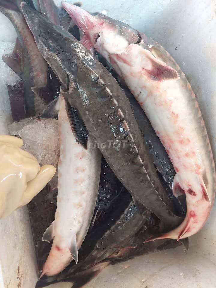 Cá tầm Sapa tươi sống 2-4kg/con. Mua bán Đồ ăn, thực phẩm và các loại khác tại Thành phố Dĩ An Bình Dương được đăng bởi Nguyễn Tấn Thành hình 1