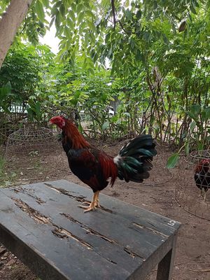Gà siêu mỹ 1kg250 tay tốt lỗi 1 móng. Mua bán Gà tại Thành phố Thủ Đức Tp Hồ Chí Minh được đăng bởi Thịnh 