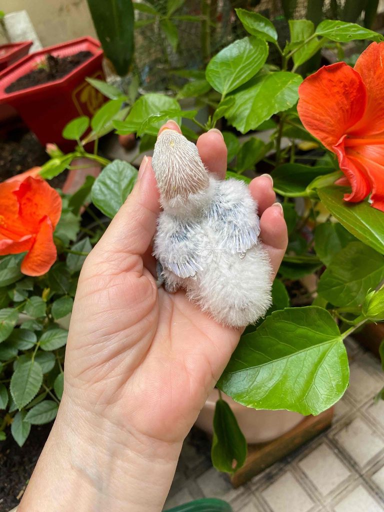Chim Lovebird non màu đẹp. Mua bán Chim tại Quận Phú Nhuận Tp Hồ Chí Minh được đăng bởi Tâm Thiện hình 1