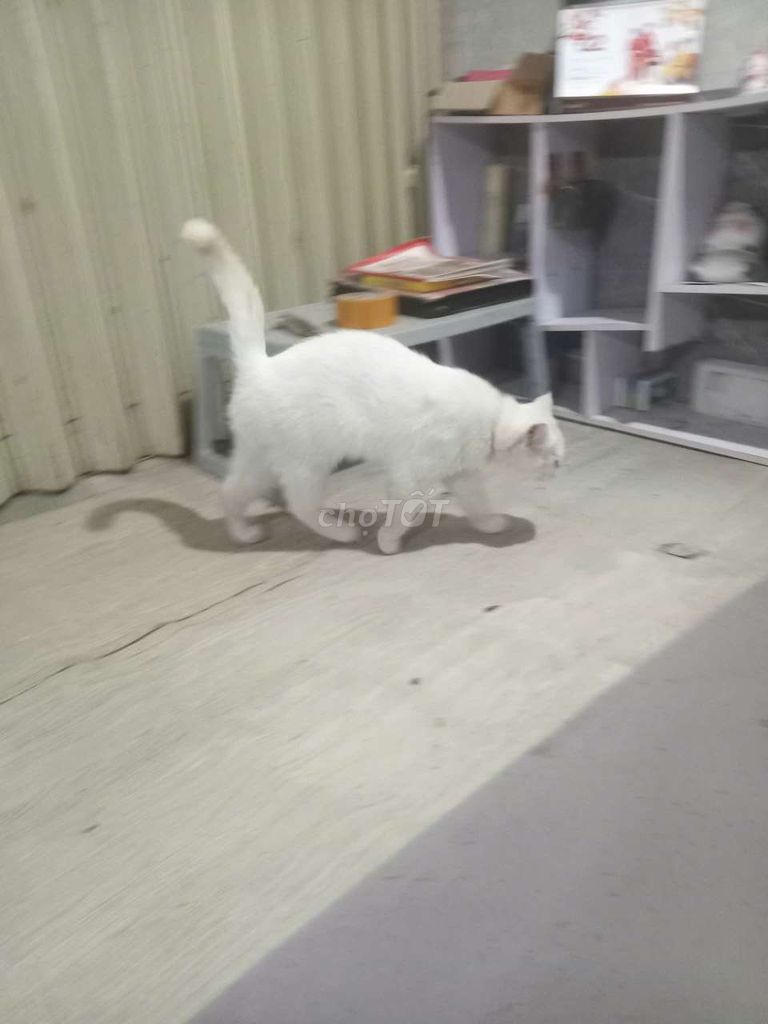 Mèo Ba Tư. Mua bán Mèo tại Quận Thốt Nốt Cần Thơ được đăng bởi Vựa Mèo Xinh giá luôn rẻ  bhsk  tốt  hình 1