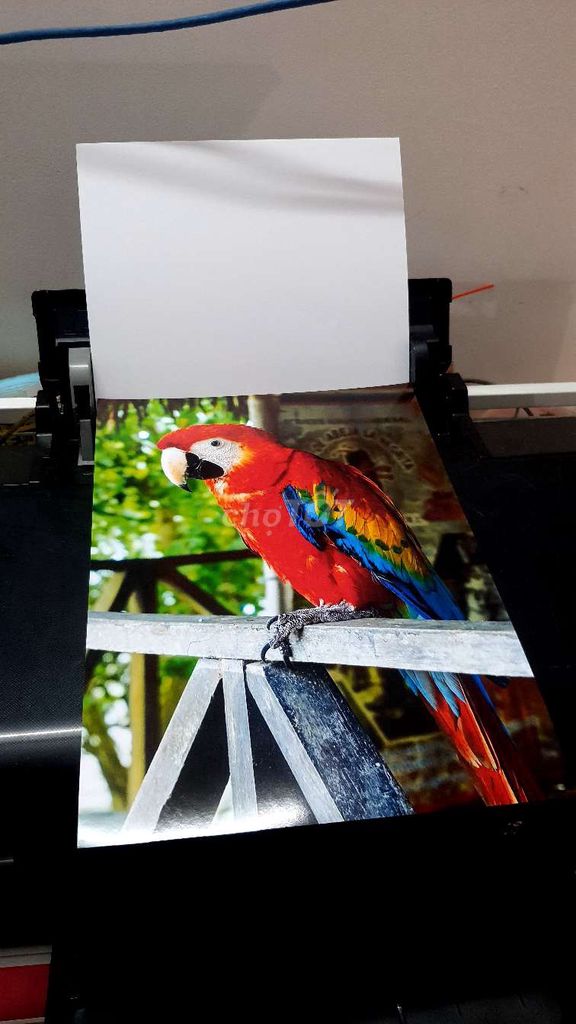 Máy in Epson L805 Đen in ảnh ok. Mua bán Đồ dùng văn phòng tại Quận Bình Tân Tp Hồ Chí Minh được đăng bởi Hoàng Kim hình 1