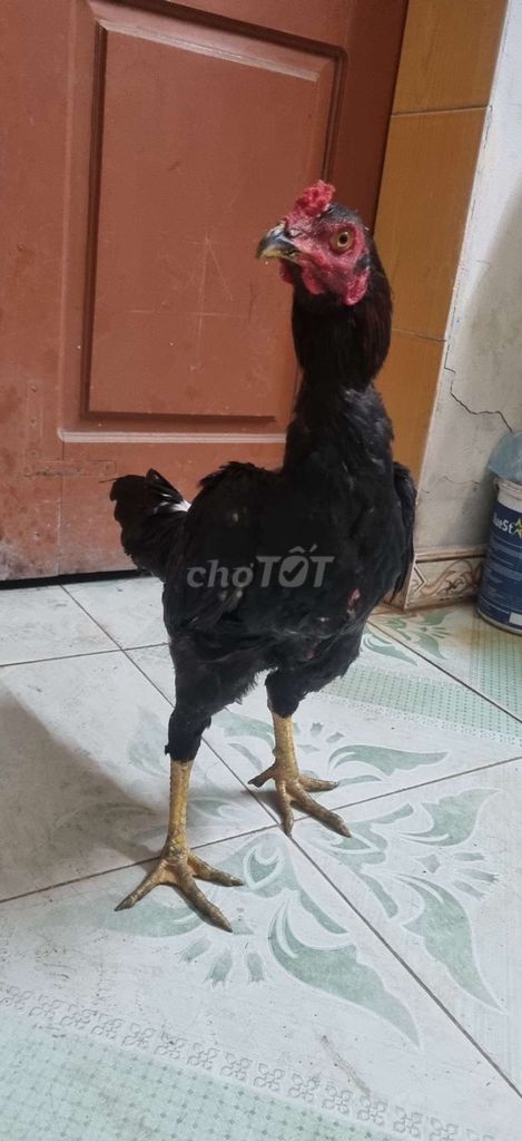 dòng ô quỷ. Mua bán Gà tại Huyện Thường Tín Hà Nội được đăng bởi Đức Thiện hình 1