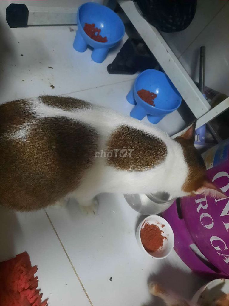 Mèo Ba Tư trắng nâu. Mua bán Mèo tại Huyện Nhà Bè Tp Hồ Chí Minh được đăng bởi Phan văn thanh hình 1