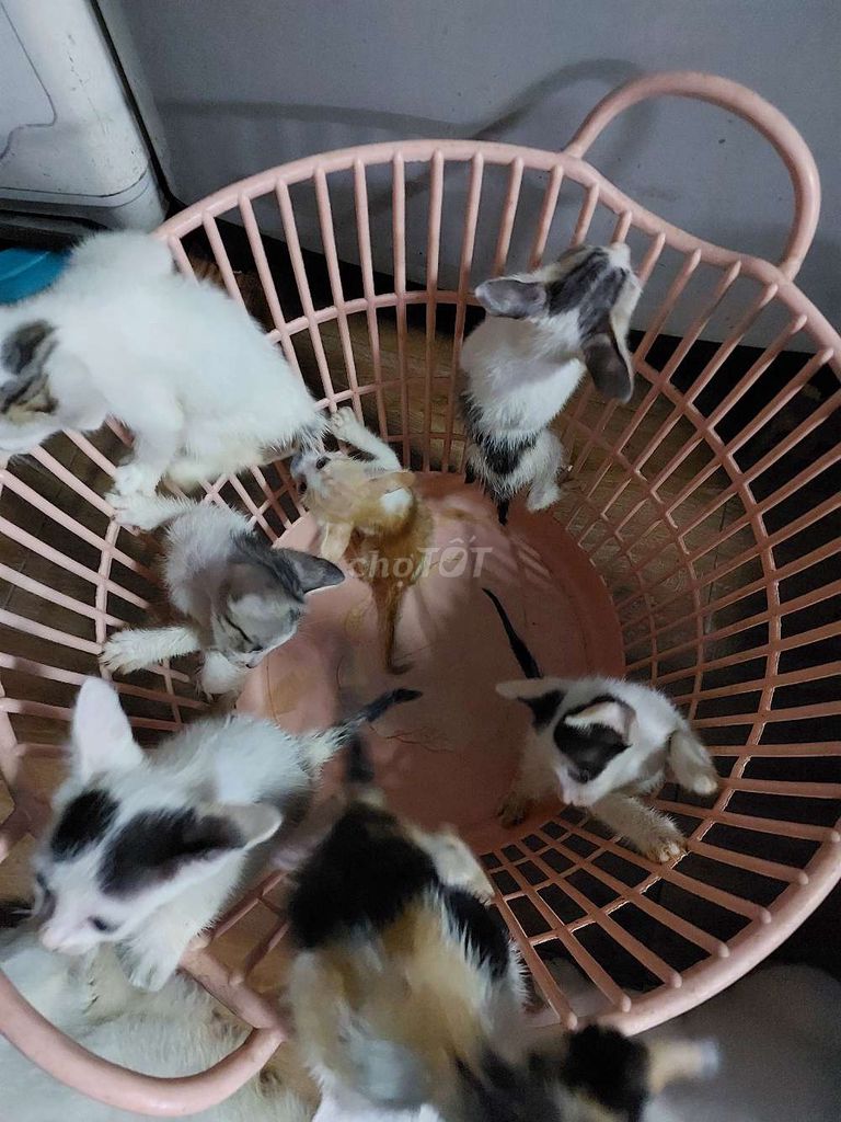 Mèo con khỏe mạnh đa sắc. Mua bán Mèo tại Quận Tân Phú Tp Hồ Chí Minh được đăng bởi Long hình 1