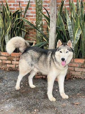 bận công việc tìm nhà mới cho bé husky 2 màu mắt. Mua bán Chó tại Thành phố Buôn Ma Thuột Đắk Lắk được đăng bởi Thùy Trang 