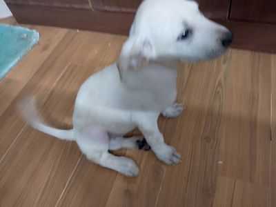 Chó Phú Quốc cái con