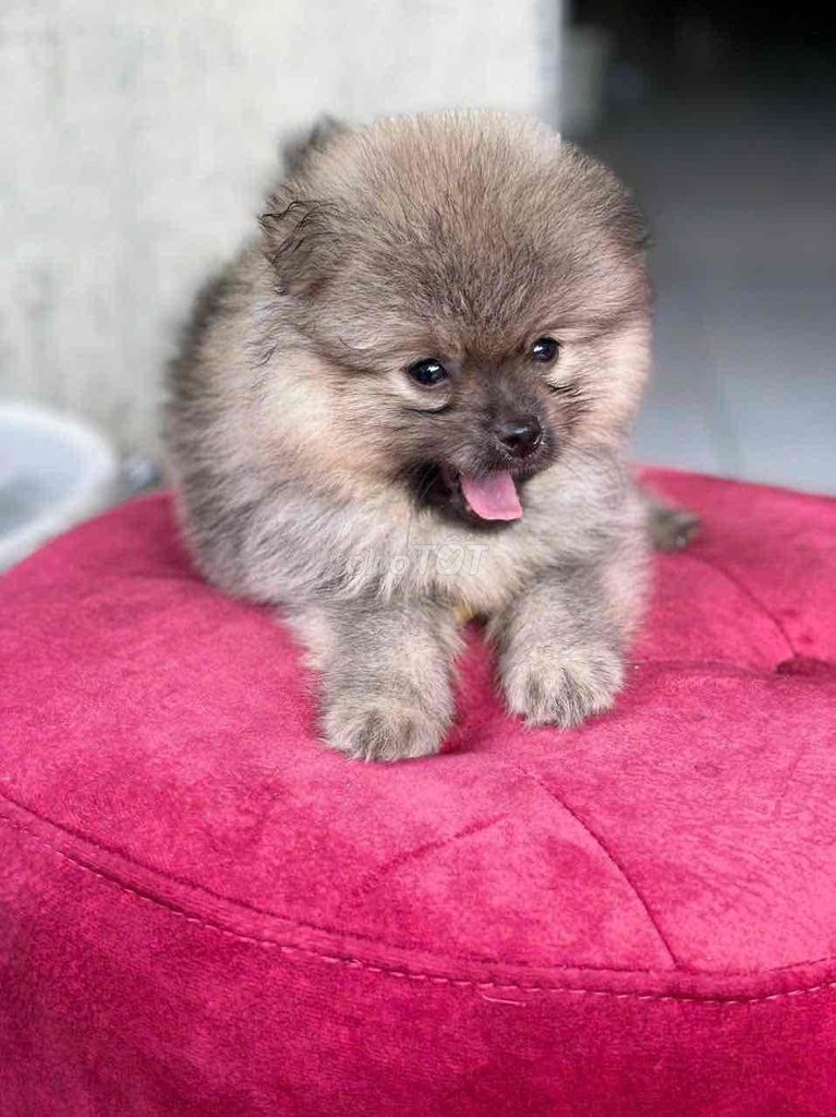 Pom Thái Xám Vàng. Mua bán Chó tại Quận Bình Tân Tp Hồ Chí Minh được đăng bởi Cậu ba bán chó hình 6