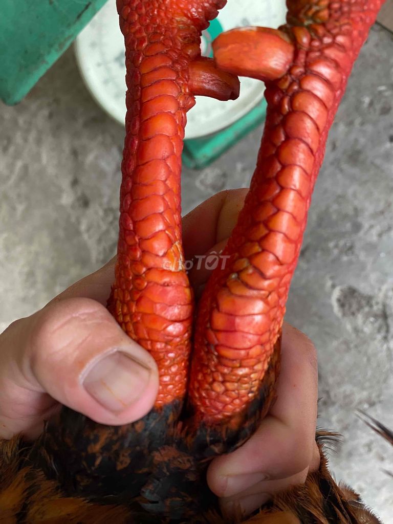 Việt rặc 3kg8. Mua bán Gà tại Huyện An Phú An Giang được đăng bởi Vũ Kỳ hình 3