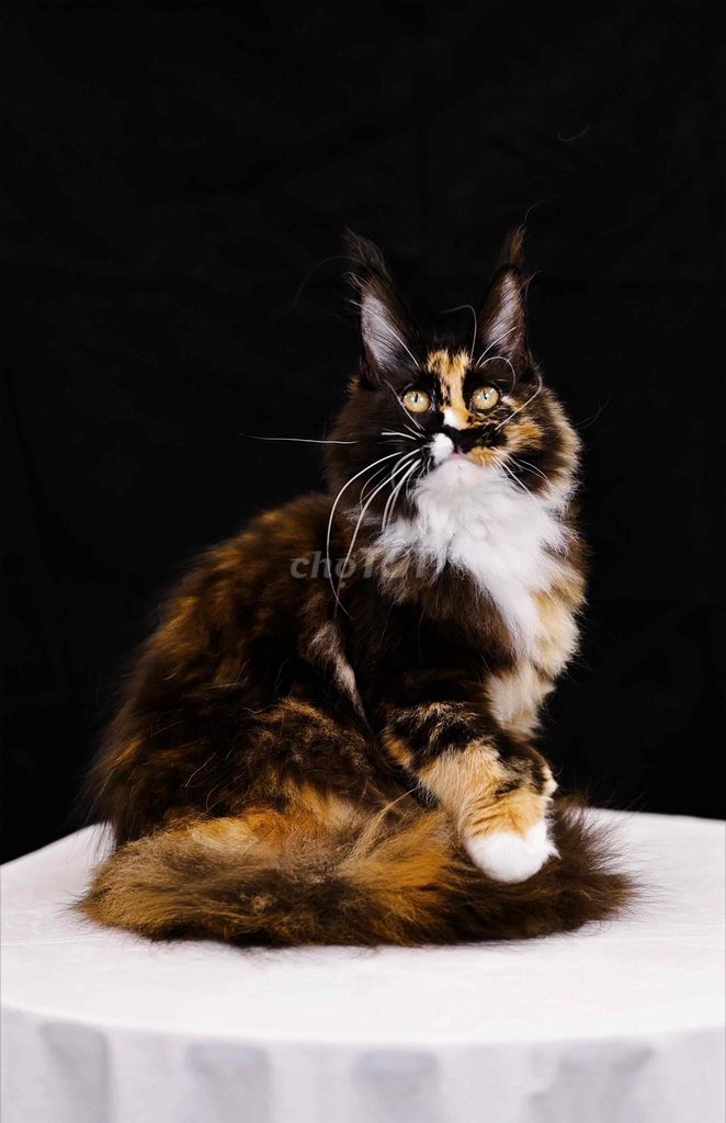 Mèo Maine Coon siêu ngầu. Mua bán Mèo tại Quận Tân Bình Tp Hồ Chí Minh được đăng bởi Meow Meow Cattery hình 1