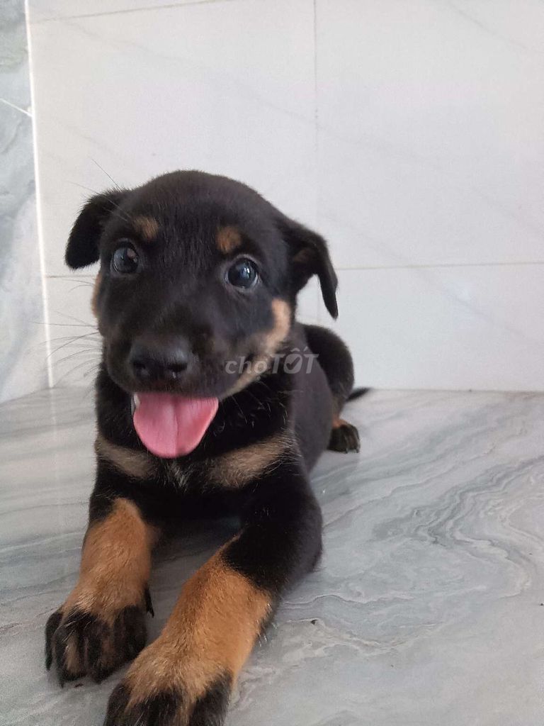 Chó Rottweiler F1 1.5 tháng Đen vàng. Mua bán Chó tại Quận 6 Tp Hồ Chí Minh được đăng bởi Tăng Chí Lương  hình 1