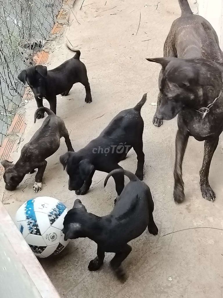 mông cộc  _phú Quốc. Mua bán Chó tại Huyện Bàu Bàng Bình Dương được đăng bởi MrPhong hình 4