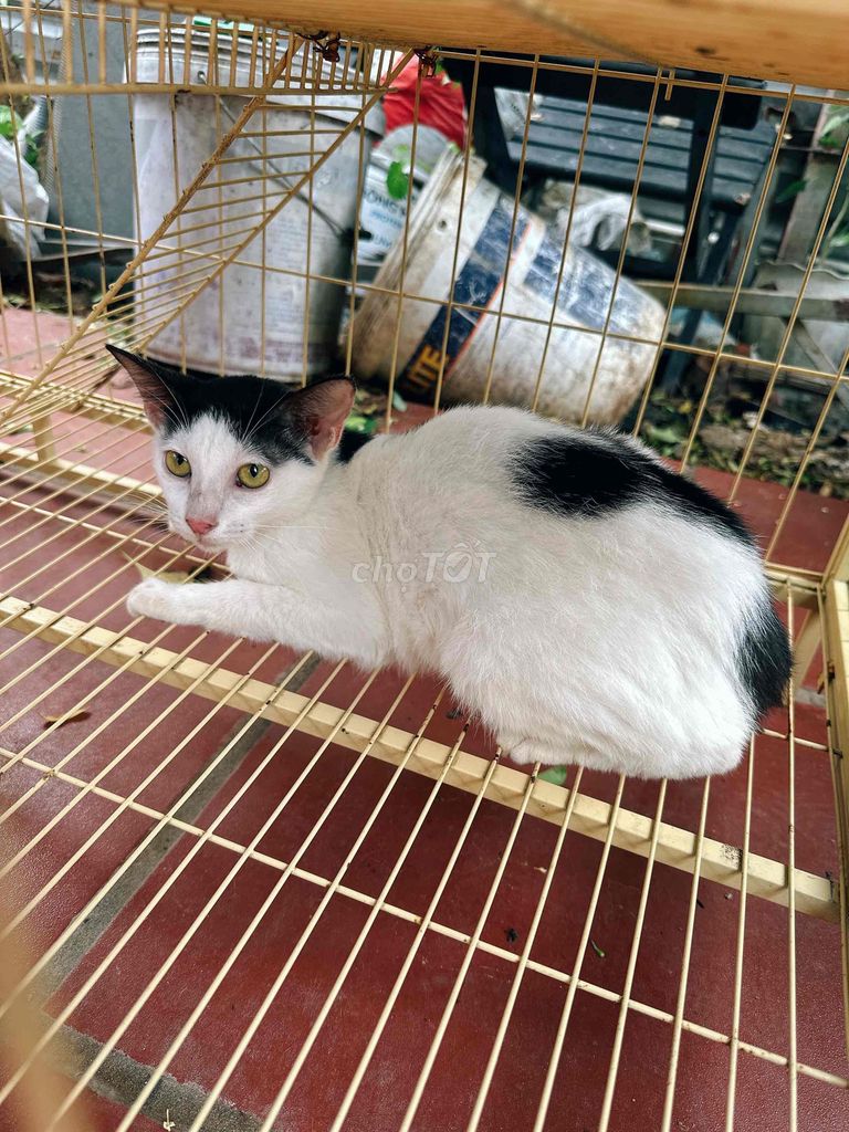 CẦN TÌM NHÀ MỚI CHO CÁC BÉ MÈO. Mua bán Mèo tại Quận Bình Tân Tp Hồ Chí Minh được đăng bởi Didi  hình 1