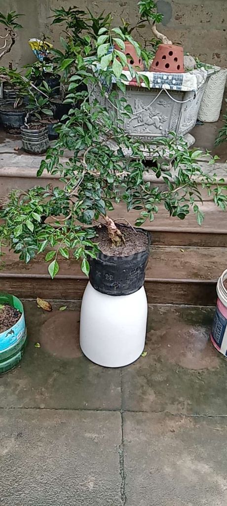 nguyệt quế bonsai