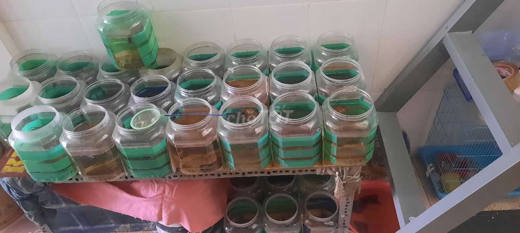 Cá betta nemo. Mua bán Thú cưng khác tại Quận Bình Tân Tp Hồ Chí Minh được đăng bởi GiaHuy Liêu hình 2