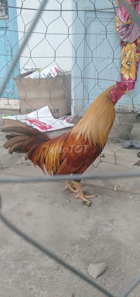 Khét 1kg050