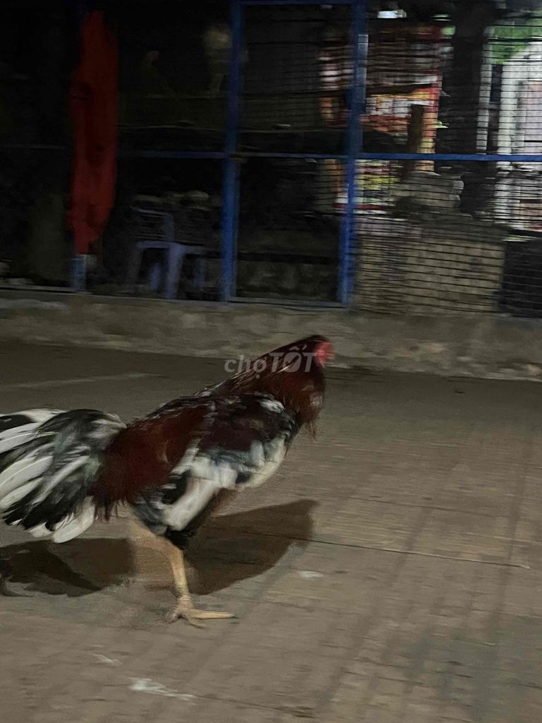 Gà trống 3.1kg. Mua bán Gà tại Huyện Châu Thành Sóc Trăng được đăng bởi Lâm Đăng Khoa hình 1