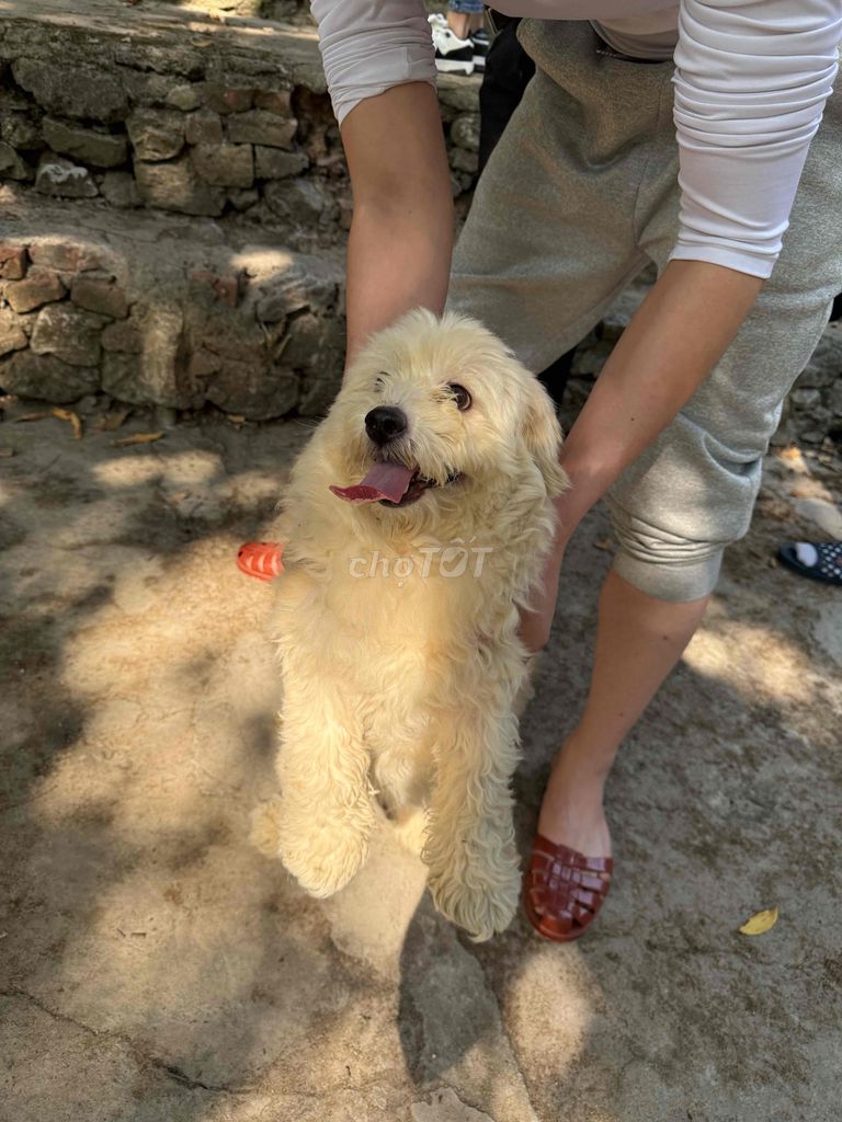 5 poodle và 1 nhật lai bk