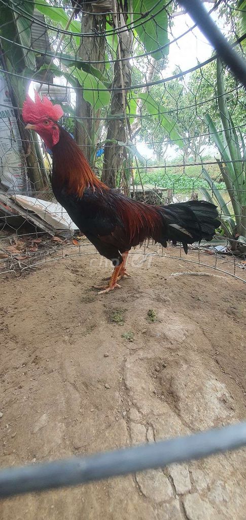 Gà trống Đỏ đen Đực. Mua bán Gà tại Huyện Lai Vung Đồng Tháp được đăng bởi gà con  hình 1