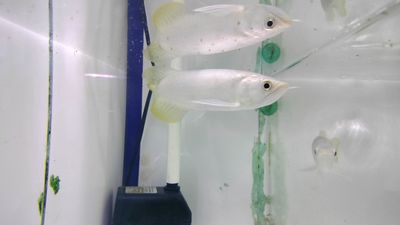 Cá rồng ThanhLong 20/21cm,lòng vảy xanh,ko tật lỗi