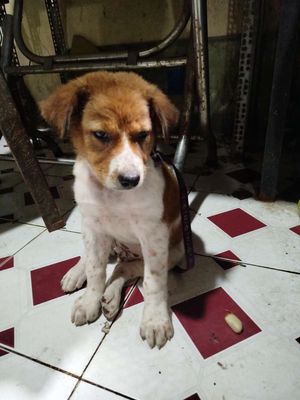 Chó con bông trắng vàng 2 tháng tuổi